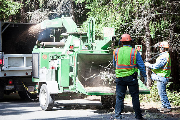 Leaf Removal in Winton, CA